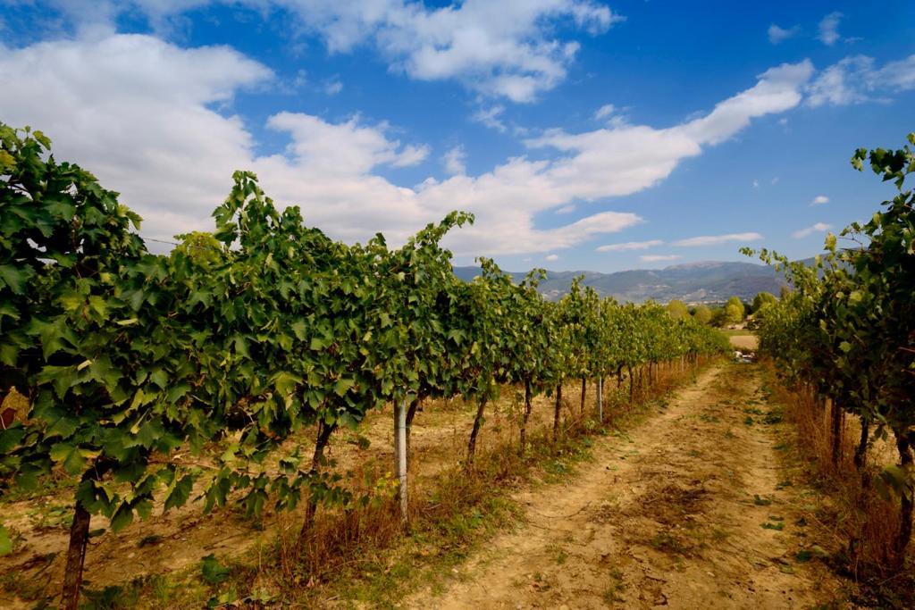 Agriturismo L'Ulivo In Fiore Spoleto Bagian luar foto